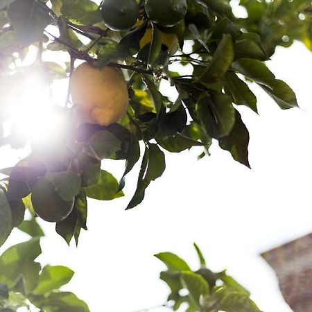 Domus Citri Bed & Breakfast Caserta Bagian luar foto
