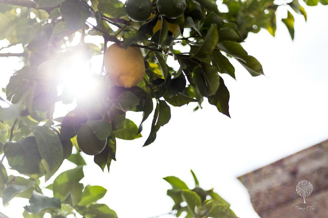 Domus Citri Bed & Breakfast Caserta Bagian luar foto